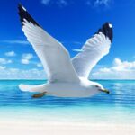 The Seagull Unlimited Money Mod Apk 1.1.5